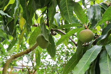 黄色い変わった花を咲かせるイランイランノキ