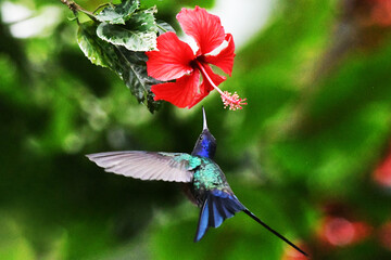 Hummingbird on flower