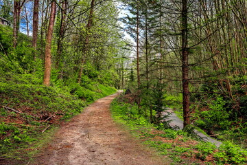A walking footpath through the woodland in Glenbrook Ravine Park in New Westminster City. Green forest at sunny Summer morning