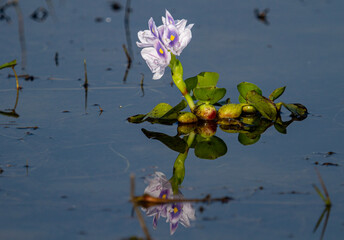 Water Hyacinth plant  in chilka bird sanctuary in odisha in india 