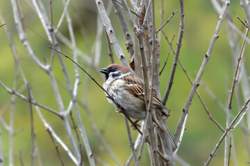 sparrow on a branch