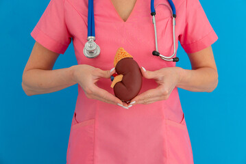 Doctor hold in hand anatomical model of human kidney