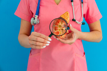 doctor showing a anatomical model of human kidney using magnifying glass. Early diagnosis and...