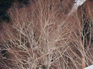 観光名所立山黒部アルペンルートの雪山と白樺の木の風景