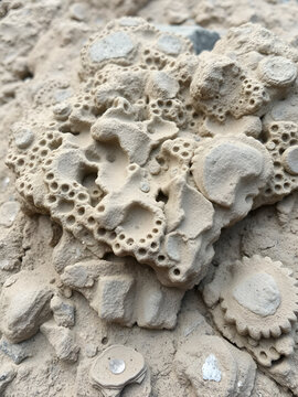 Pedology, edaphology. The result of denudation of Bryozoan limestone and petrified clay (claystone, argillite)