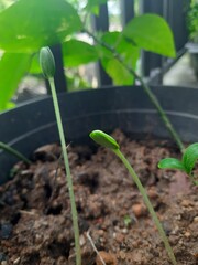 young tomato seedling