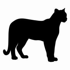 Silhouette of a Walking Panther Isolated on White Background

