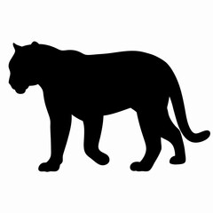 Silhouette of a Walking Panther Isolated on White Background
