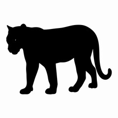 Silhouette of a Walking Panther Isolated on White Background
