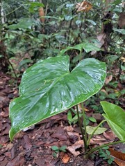 A large, glossy tropical leaf with rain droplets on the forest floor