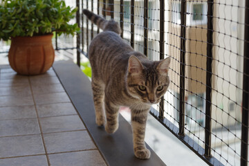 Cute domestic cat with gray fur on balcony with protective mesh