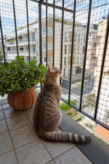 Cat observing street from balcony