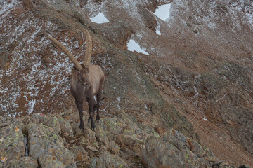 King of the mountains, Alpine Ibex or Capra Ibex, Vallelunga, Alto Adige Sudtirol, Italy
