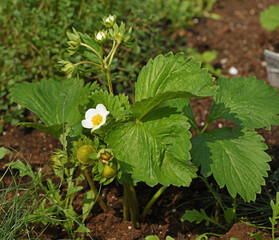 Garden strawberry, grown hybrid plant cultivated worldwide for its fruit. Early summer