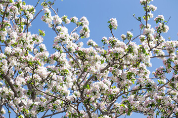 Apple blossom close-up on a clear spring day with vibrant blue sky background.