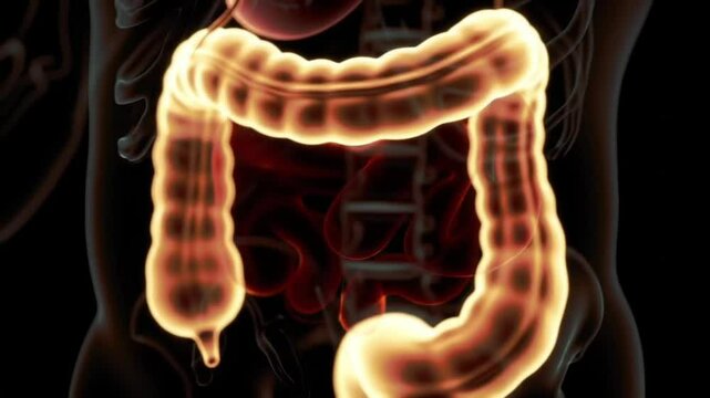 3d rendering of the human large intestine