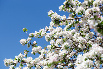 Springtime apple blossoms glowing in sunlight under bright blue sky.