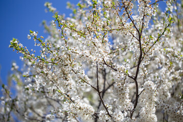 Floral branches stretching across the clear spring sky, inviting a peaceful mood.