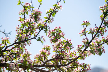 Branch of blooming apple tree reaching into clear, cloudless sky.