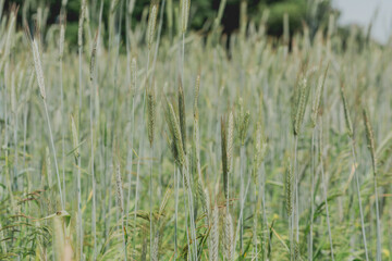 A field of still green rye