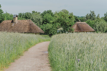 Road through a field to an old Ukrainian village