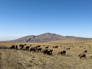 A flock of sheep grazing on dry grass field with mountain hills in the background, Kyrgyzstan.