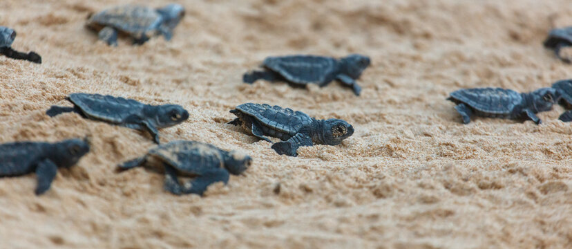 The turtles hatch from their eggs and crawl along the sand towards the ocean