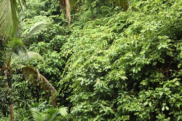 Many different beautiful green plants growing outdoors