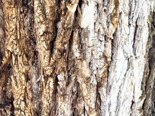 Close-up of tree bark texture with visible cracks, layers, and natural wood pattern.