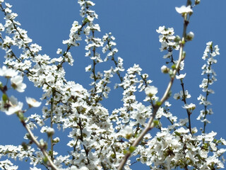 Flowering twigs floating in the calm blue atmosphere, highlighting seasonal transformation.