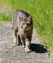A cat is walking on a path in the grass