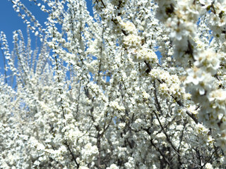 Flowering twigs floating in the calm blue atmosphere, highlighting seasonal transformation.