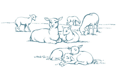 Vector drawing. Small sheeps lay at the field
