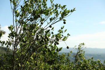 Annona tree with fruits growing in forest