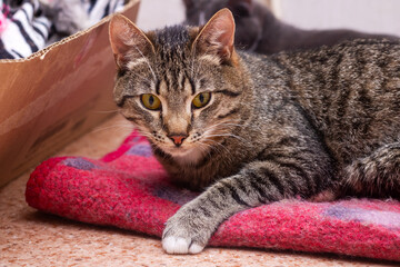 A cat lies on a red blanket, looking directly at the camera