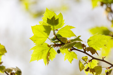 Obraz premium A leafy branch with a leafy tree