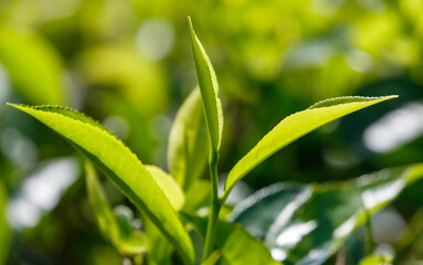 Close-up of bright green colored green Ceylon tea leaves.
