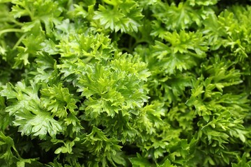 Fresh curly parsley as background, closeup view