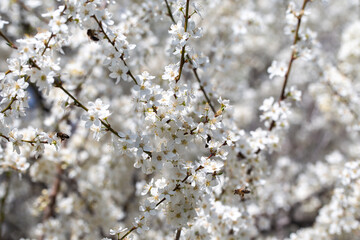 Cherry tree branches reaching toward a pastel blue sky, expressing calm and elegance.