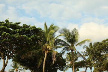 Fototapeta premium Beautiful palms tree and other trees growing outdoors, low angle view