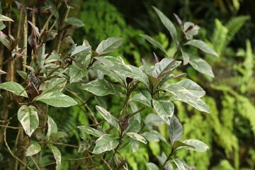 Plants with beautiful leaves growing outdoors, closeup