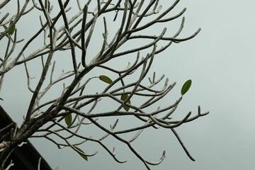 Beautiful tree with few leaves outdoors, closeup