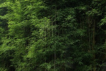 Beautiful trees with green leaves in tropical forest