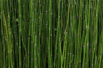 Obraz premium Beautiful green rough horsetail plants growing outdoors, closeup