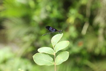 Fototapeta premium One beautiful dragonfly on green twig outdoors, closeup