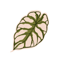 Tropical leaf with bicolored variegated pattern. Exotic green alocasia plant. Bicolour foliage, broad greenery. Natural botanical design element. Flat vector illustration isolated on white background