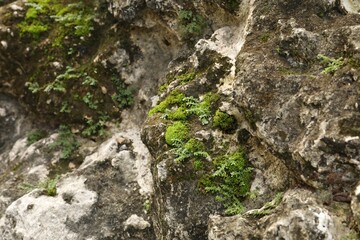 Rocks covered with green moss as background, closeup