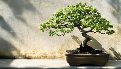 A potted bonsai tree situated next to a wall