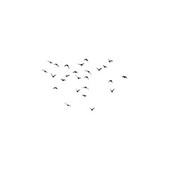 flock of birds