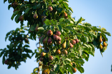 A pear tree with many unripe fruits on its branches.